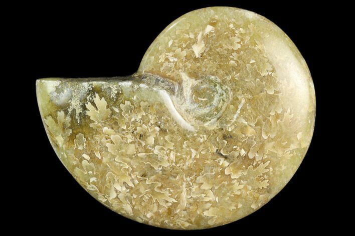 2.4"  Polished, Fossil Ammonite (Cleoniceras) - Madagascar